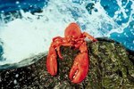 How to Tell Male & Female Lobsters Apart