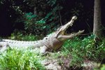 Adaptations of Saltwater Crocodiles