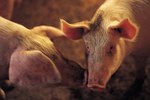 Remedies for Deworming Hogs