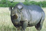 How Does a Rhinoceros Use Its Sense of Smell?