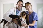 Drugs to Give a Dog for Pancreatitis