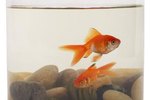 How Do You Determine the Gender of a Black Moor Goldfish?