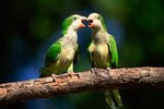 Signs of Courtship in Lovebirds