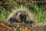 Where Do Porcupines Live in America?