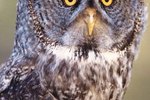 Owls of the Taiga