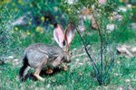 The Life Cycle of Jack Rabbits