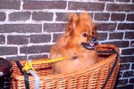 Home Remedies for Pomeranians With Itching Problems