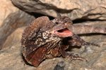 What Is Needed to Take Care of Frilled Lizards?