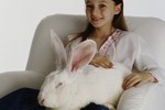 Indoor Ideas for Rabbit Habitats