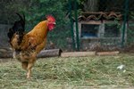 The Mating Behavior of Roosters