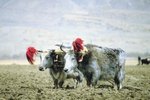 What Is a Close Relative of a Yak?