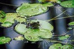 How Is the Frog's Skin Adapted to Life on the Water?
