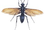 What Color Is a Wasp?