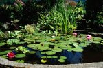 What pH Level is Safe for a Koi Pond?