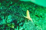 Lifespan of a Green Darner Dragonfly