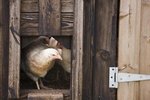 How to Disinfect a Chicken Coop