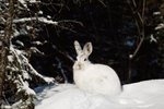 Hares That Live in the Tundra