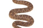How Does a Rattlesnake Protect Itself from Animals?