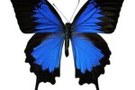 Facts About the Migration of the Ulysses Butterfly