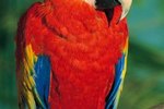Parrots That Live in a Mexican Rain Forest