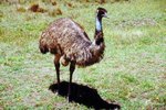 The Habitat of an Emu