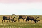 Caribou Migration