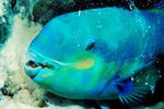 What Role Do Parrotfish Play in Reef Ecosystems?