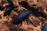 What are the Black Beetles All Over in Georgia?
