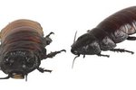 How to Identify Insects in the Roach Family