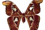 What Type of Moth Does Not Have a Mouth?