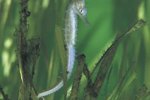 Care Guide for Dwarf Seahorses
