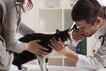 What Are the Causes of Seizures in Kittens?