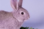 What Does It Mean When a Rabbit Thumps His Hind Legs?