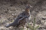 How to Raise Grouse