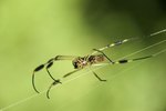 How Do Spiders Keep Their Species Going?