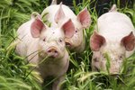 How to Get Rid of Pig Odor