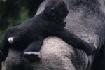 How Old Do Gorillas Live to Be in the Wild?