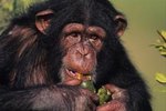 What Kind of Food Does a Chimpanzee Eat?