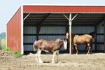 How to Build a Horse Shelter