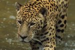 Florida Jaguar Habitat