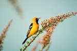 What Is the Hooded Oriole's Migration?