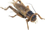 Physical Characteristics of the Cricket Insect