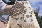 How to Bear-Proof a Beehive