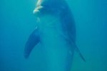 How Is a Dolphin's Eyesight?