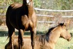 How Do Horses Show Affection to One Another?