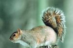 Facts About Gray Squirrels