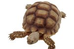 Signs of Vitamin Deficiency and Malnutrition in an African Spurred Tortoise