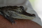 How to Feed Baby Alligators