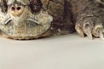 What Are the Different Snapping Turtles in Texas?