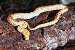 Information on the Lavender Albino Python